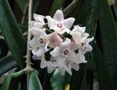 Hoya Shepherdel Parfumata