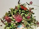 Hoya sp aff burtoniae Variegata