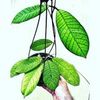 Hoya sp Sabah - EPC-691