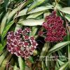 Hoya Wayetii Variegata
