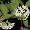Hoya Hoya Australis