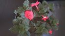 IMG-20240909-WA0081
