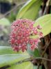 Hoya camphorifolia