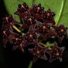 Hoya Lobbii Black