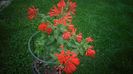 Bouvardia integrifolia