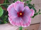 Tah. Purpre Darling - 40 lei
