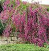 Lespedeza-thumbergii