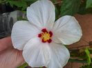 White wings 15 lei