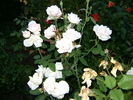 trandafir