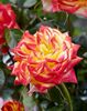 Rose Twister Select (11)