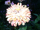 carciumar