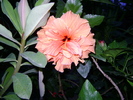 hibiscus