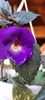 Purple King