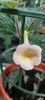 BRID'S Casandra