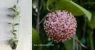 Hoya erythrostemma 'ut 048