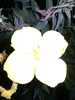 DSC01533