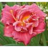 Hemerocallis-cute-as-can-be
