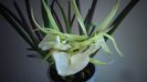 Brassavola nodosa
