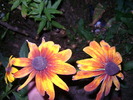 rudbeckia
