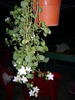 campanula