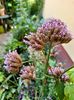 Verbena bonariensis