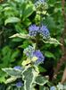 Caryopteris White Surprise