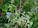 Caryopteris White Surprise