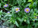 Aster Ezo Murasaki