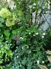 Aster Ashvi