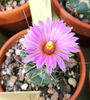 Coryphantha runyonii