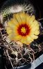 Astrophytum capricorne