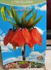 25.09.2024- Fritillaria