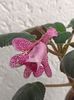 Img.2024.07.27-Isa's G.