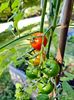 Cheries Tomatoes 1