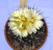 Coryphantha nickelsiae