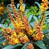 mahonia-volcano