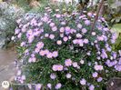 Aster