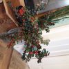 Cotoneaster . Sept.2024