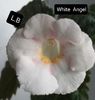 White  Angel
