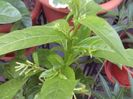 Cestrum