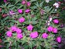 mirabilis