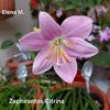 Zephirantes Citrina