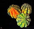 Pumpkins DECO 1