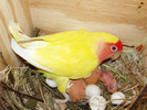 Newly_hatched_Agapornis_roseicollis_in_nest_-4