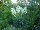 yucca de gradina