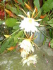 epiphyllum reward