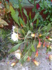 epiphyllum reward