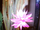 aporocactus flageliformis