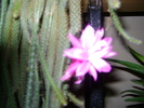 aporocactus flageliformis