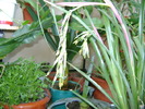 bilbergia